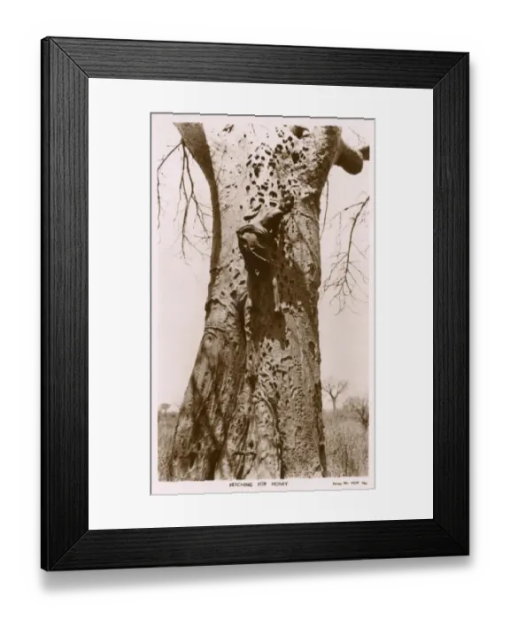 Framed Print : Kenyan boy scaling a tree trunk on the hunt for honey Framed Print : Kenyan boy scaling a tree trunk on the hunt for honey