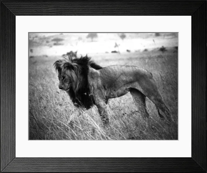 Framed Print : Male Kenyan Lion Framed Print : Male Kenyan Lion