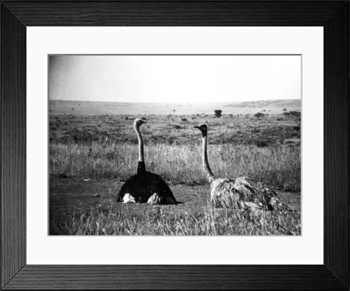 Framed Print : A pair of Ostrich - Kenya, East Africa Framed Print : A pair of Ostrich - Kenya, East Africa