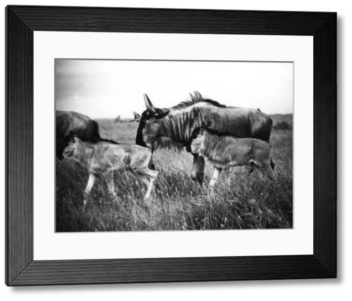 Framed Print : Kenyan Wildebeest / Gnu Framed Print : Kenyan Wildebeest / Gnu