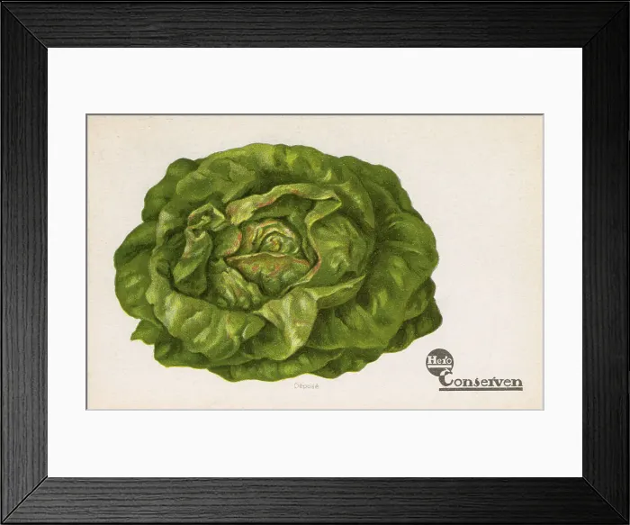 Framed Print : Lettuce - Advertorial postcard for Dutch Hero Company Framed Print : Lettuce - Advertorial postcard for Dutch Hero Company