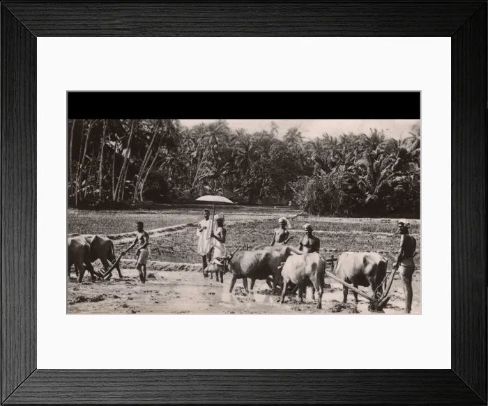 Framed Print : Ploughing with Buffalo - Malabar region of southern India Framed Print : Ploughing with Buffalo - Malabar region of southern India