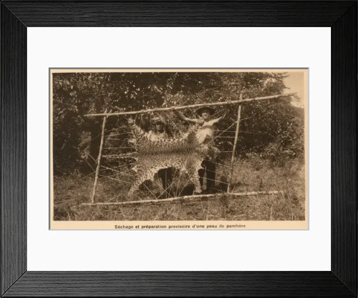 Framed Print : Vietnam - preparing (drying) the skin of a shot panther Framed Print : Vietnam - preparing (drying) the skin of a shot panther