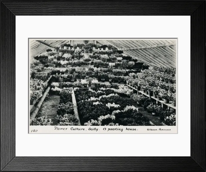 Framed Print : Flower Culture - Scilly - A Packing House Framed Print : Flower Culture - Scilly - A Packing House