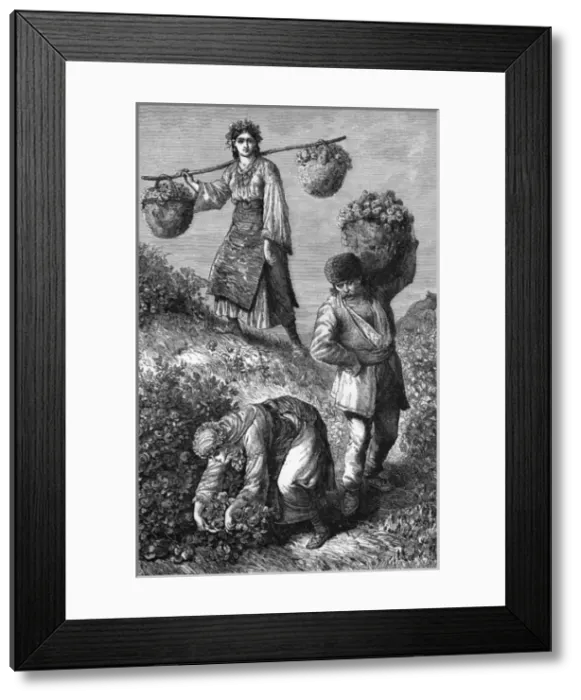 Framed Print : Gathering Roses in Rumelia (Balkans) Framed Print : Gathering Roses in Rumelia (Balkans)