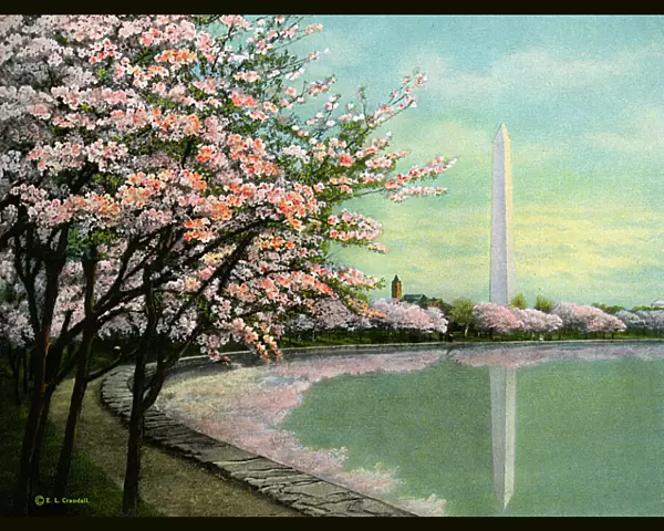 Washington - Japanese Cherry Blossoms - Potomac Park