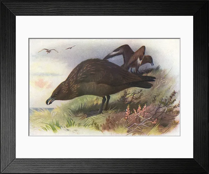 Framed Print : Great Skua (Stercorarius skua) Framed Print : Great Skua (Stercorarius skua)
