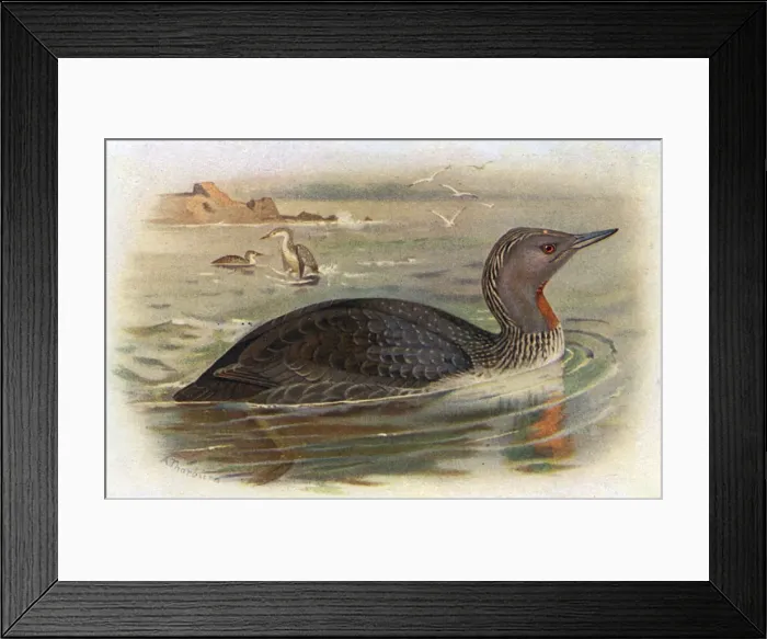Framed Print : Red-throated Diver (Gavia stellata) Framed Print : Red-throated Diver (Gavia stellata)