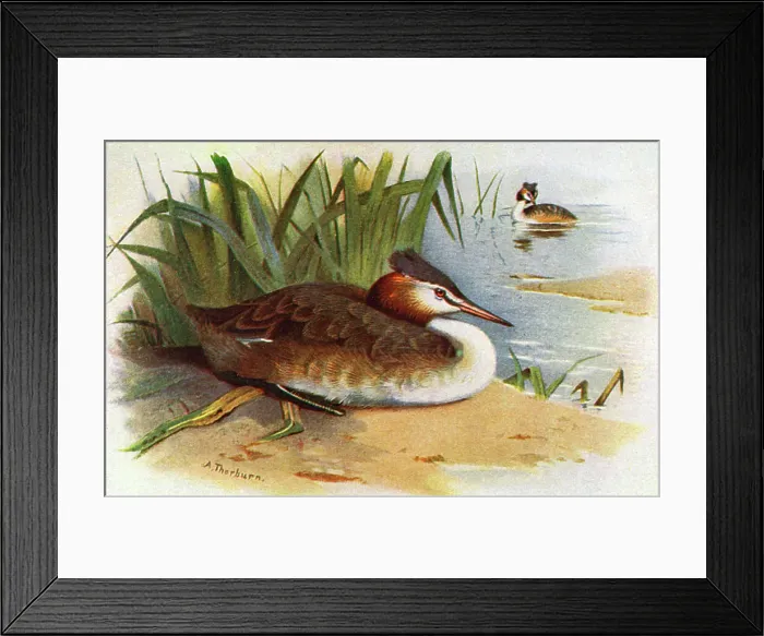 Framed Print : Great Crested Grebe (Podiceps cristatus) Framed Print : Great Crested Grebe (Podiceps cristatus)