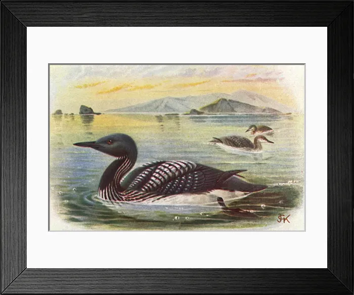 Framed Print : Black-throated Diver (Gavia arctica) Framed Print : Black-throated Diver (Gavia arctica)
