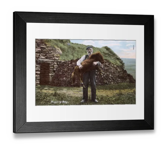 Framed Print : Scottish Crofter and young pony - Shetland Islands, Scotland Framed Print : Scottish Crofter and young pony - Shetland Islands, Scotland