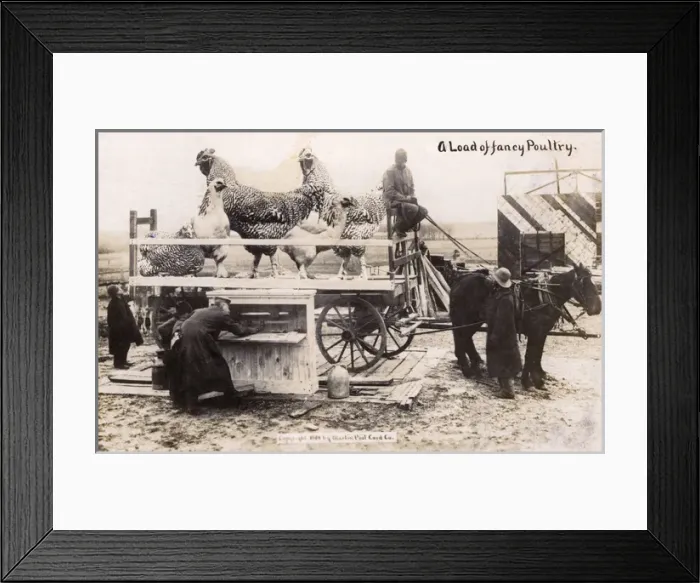 Framed Print : Canada - Transporting a load of fancy poulty Framed Print : Canada - Transporting a load of fancy poulty