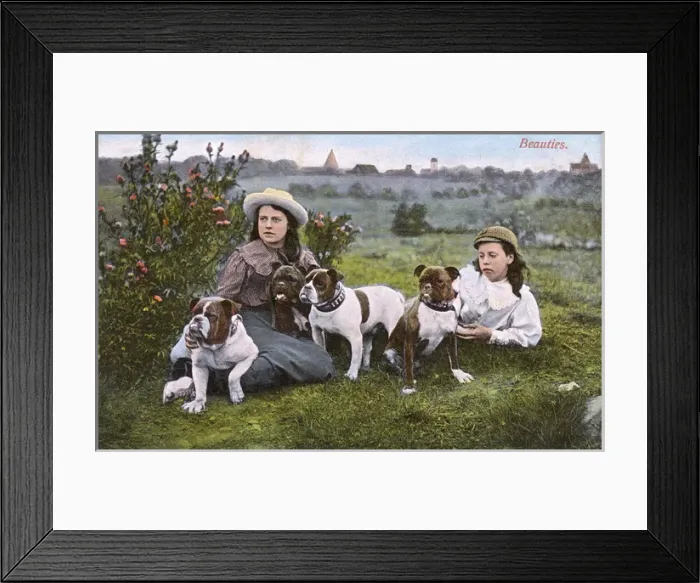 Framed Print : Beauties - Four fine British Bulldogs Framed Print : Beauties - Four fine British Bulldogs