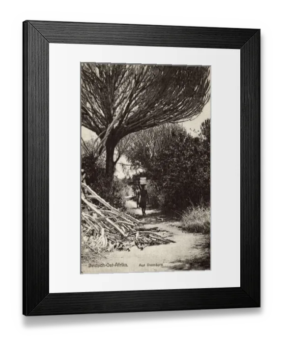 Framed Print : Tanzania - Usambara - Candelabra Tree Framed Print : Tanzania - Usambara - Candelabra Tree