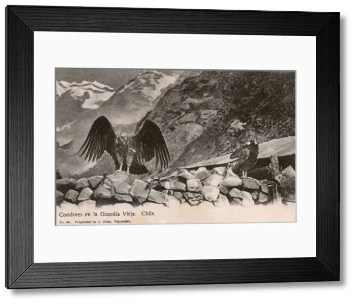 Framed Print : Chile - Condors - The Old Guard Framed Print : Chile - Condors - The Old Guard