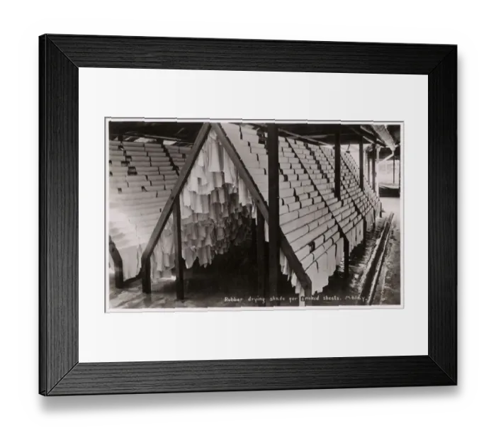 Framed Print : Sheets of Rubber drying on racks - Malaysia Framed Print : Sheets of Rubber drying on racks - Malaysia