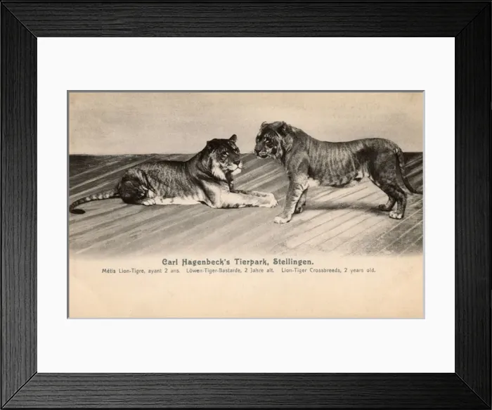 Framed Print : Tierpark Hagenbeck - Cross-bred Lion-Tigers Framed Print : Tierpark Hagenbeck - Cross-bred Lion-Tigers