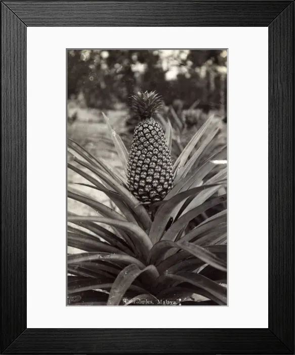 Framed Print : Pineapple plant - Malaysia Framed Print : Pineapple plant - Malaysia