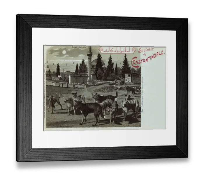 Framed Print : Street Dogs in vicinity of Sokollu Mehmet Pasha Mosque Framed Print : Street Dogs in vicinity of Sokollu Mehmet Pasha Mosque