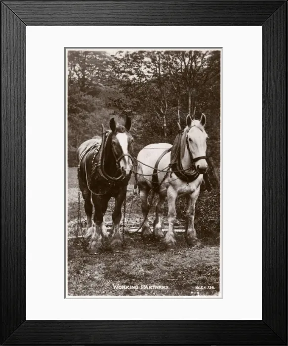 Framed Print : Two English Rural Working Horses - Working Partners Framed Print : Two English Rural Working Horses - Working Partners