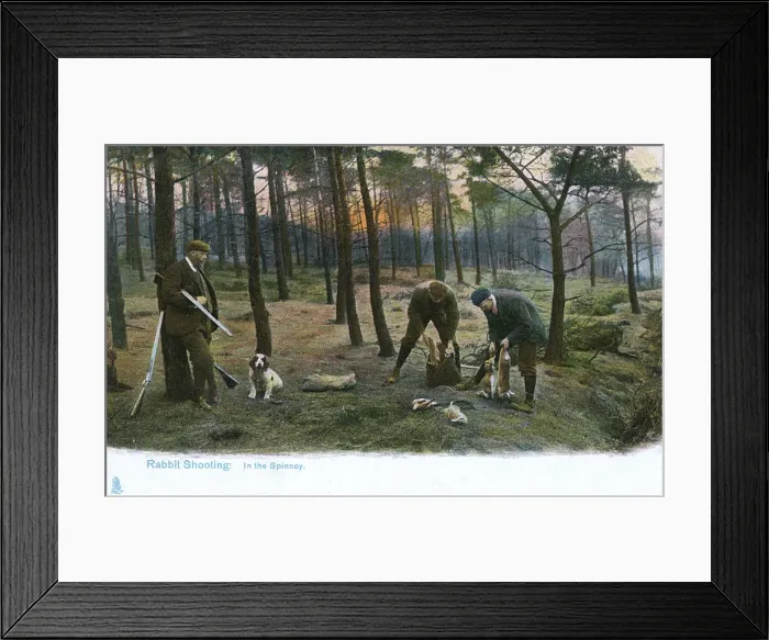 Framed Print : Rabbit Shooting in the Spinney Framed Print : Rabbit Shooting in the Spinney