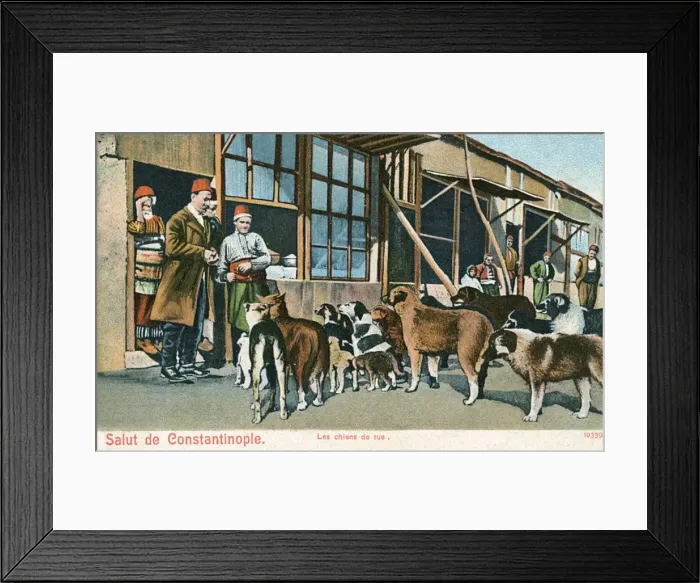 Framed Print : Street Dogs - Istanbul, Turkey Framed Print : Street Dogs - Istanbul, Turkey