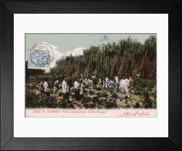 Framed Print : Thessaloniki - Vegetable Garden at the Agriculture School Framed Print : Thessaloniki - Vegetable Garden at the Agriculture School