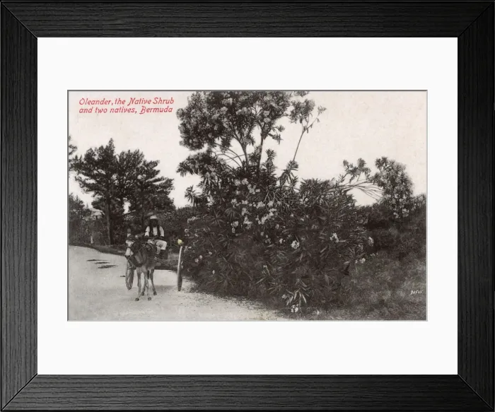Framed Print : Oleander Tree in full bloom, Bermuda and a donkey cart Framed Print : Oleander Tree in full bloom, Bermuda and a donkey cart