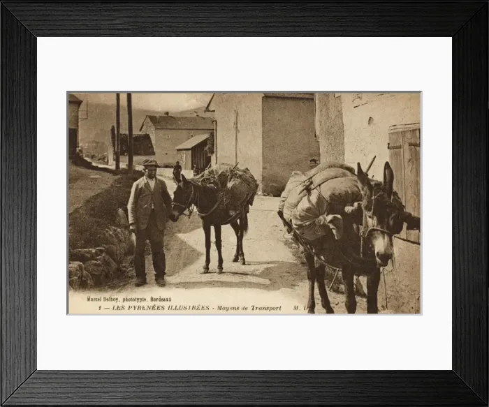Framed Print : Transportation in the French Pyrenees - laden pack mules Framed Print : Transportation in the French Pyrenees - laden pack mules