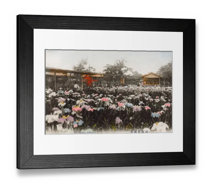 Framed Print : Iris Garden, Kabata, Tokyo, Japan Framed Print : Iris Garden, Kabata, Tokyo, Japan