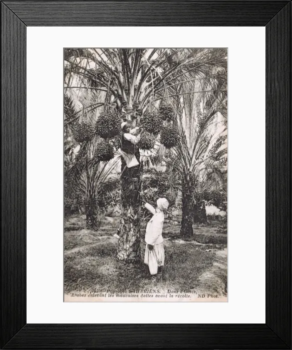 Framed Print : Mauritania, Africa - Arabs remove bad dates from date palms Framed Print : Mauritania, Africa - Arabs remove bad dates from date palms