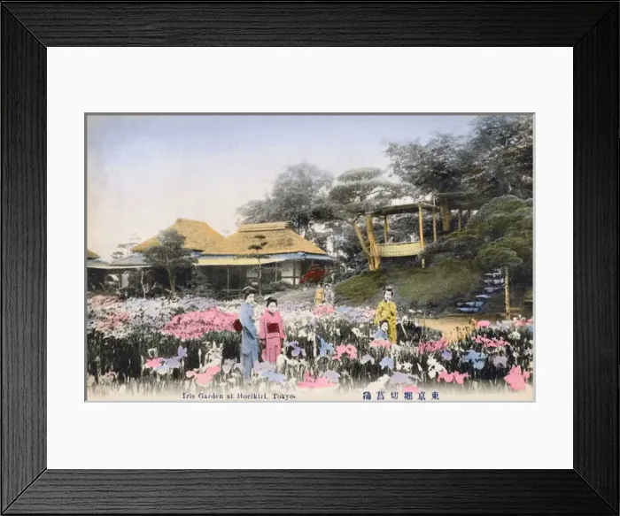Framed Print : Iris flowers at Horikiri, Tokyo Framed Print : Iris flowers at Horikiri, Tokyo