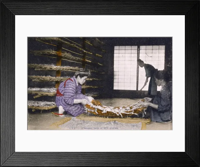 Framed Print : Japanese Silk Industry - Cleaning silk worm beds Framed Print : Japanese Silk Industry - Cleaning silk worm beds