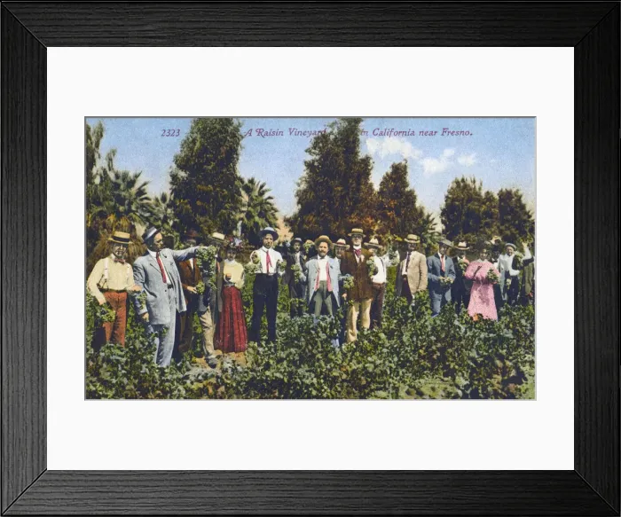 Framed Print : A Raisin Vineyard near Fresno, California, USA Framed Print : A Raisin Vineyard near Fresno, California, USA