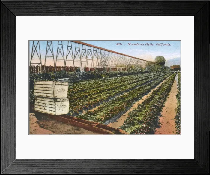 Framed Print : Fields of Strawberries and Irrigation system California, USA Framed Print : Fields of Strawberries and Irrigation system California, USA