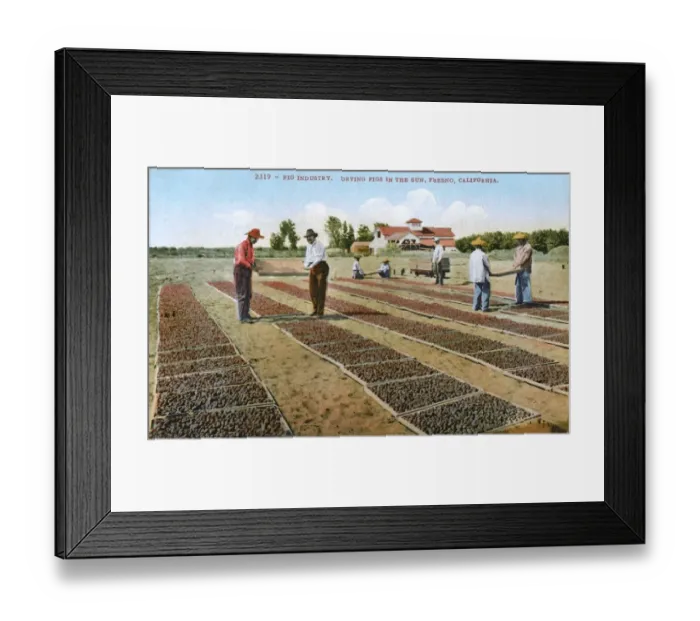 Framed Print : Fresno, California, USA - drying figs in the hot sun Framed Print : Fresno, California, USA - drying figs in the hot sun