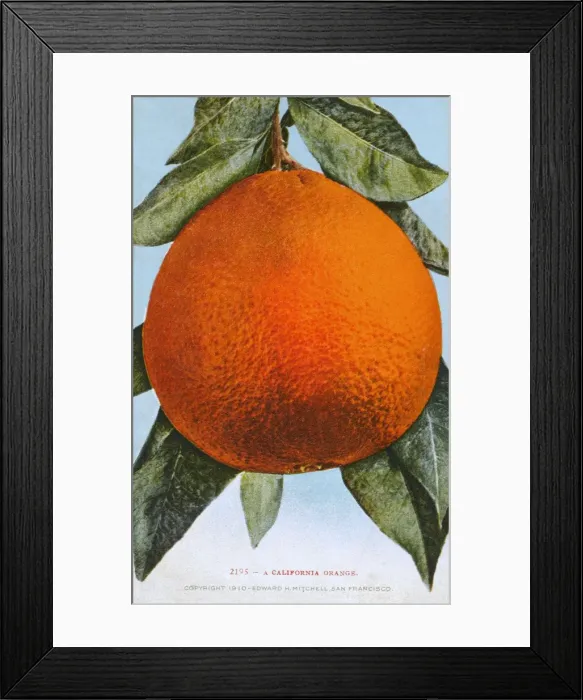 Framed Print : California, USA - A large Orange, ripe for the picking Framed Print : California, USA - A large Orange, ripe for the picking