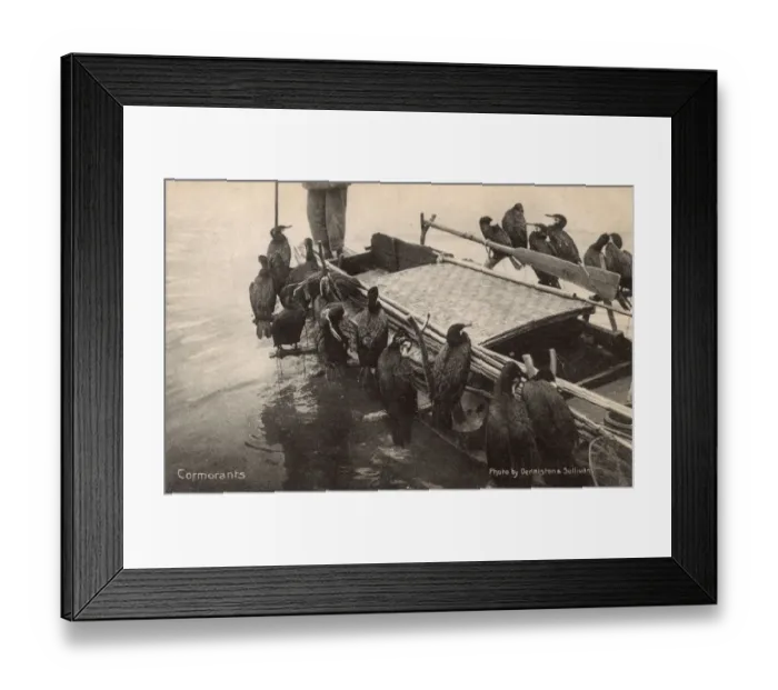 Framed Print : Fishing with cormorants - China Framed Print : Fishing with cormorants - China