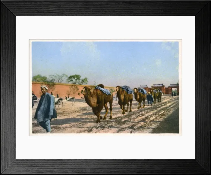 Framed Print : Beijing, China - Bactrian Camel Train Framed Print : Beijing, China - Bactrian Camel Train