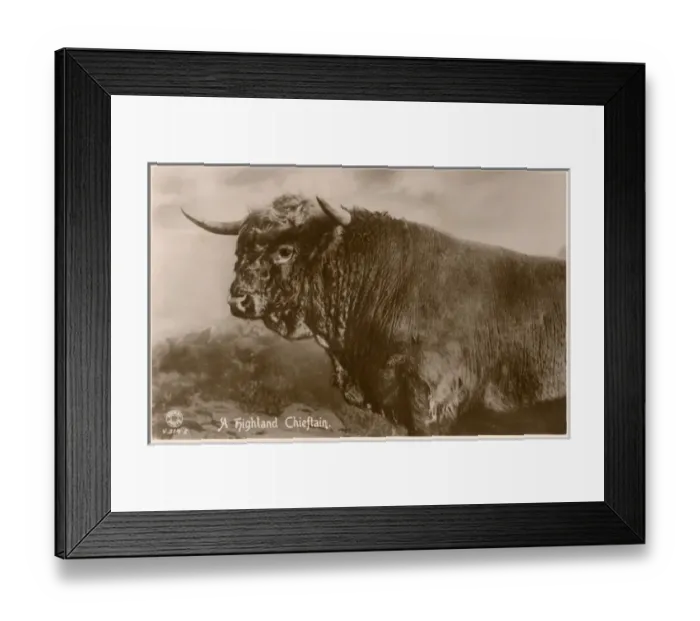 Framed Print : Highland Bull - Scotland Framed Print : Highland Bull - Scotland