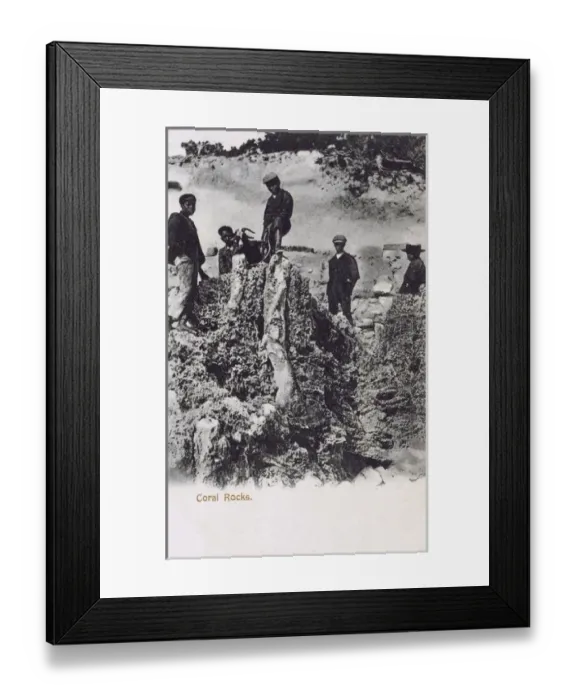 Framed Print : Bermuda - Boys (and a goat!) on the coral rocks Framed Print : Bermuda - Boys (and a goat!) on the coral rocks