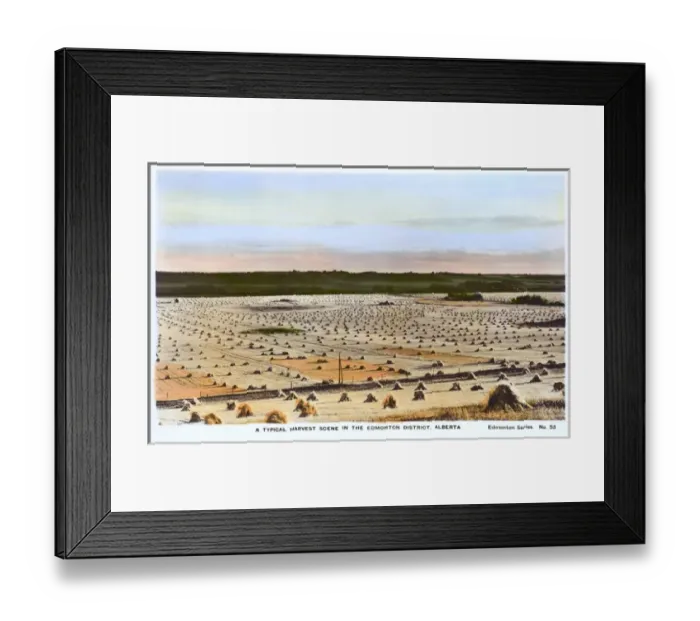 Framed Print : Typical Harvest Scene, Edmonton, Alberta, Canada Framed Print : Typical Harvest Scene, Edmonton, Alberta, Canada
