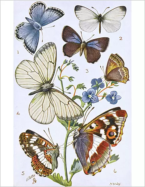 British Butterflies - Various