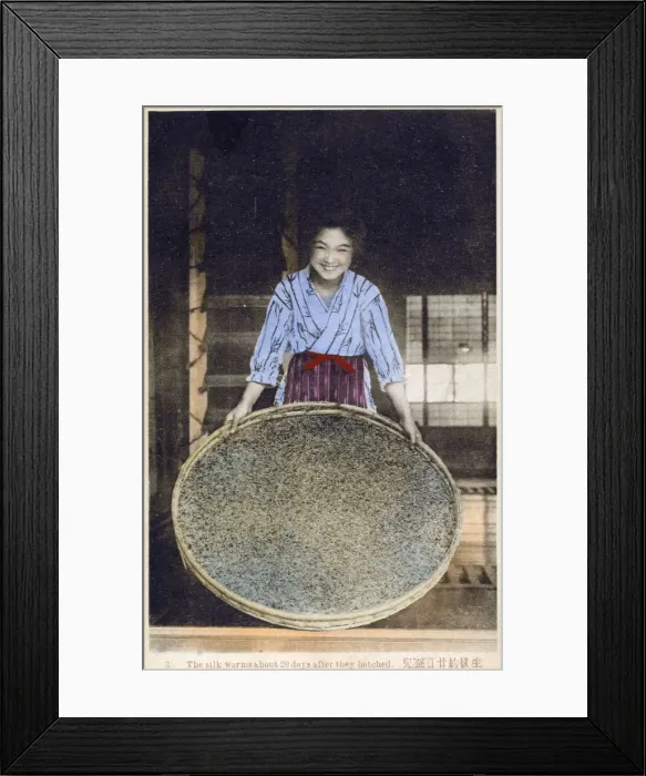 Framed Print : Japan - Silk Industry - Silkworms 20 days after hatching Framed Print : Japan - Silk Industry - Silkworms 20 days after hatching