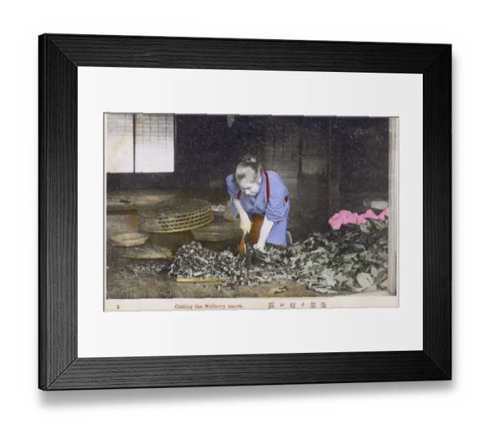 Framed Print : Japan - Silk Industry - Cutting the Mulberry leaves Framed Print : Japan - Silk Industry - Cutting the Mulberry leaves