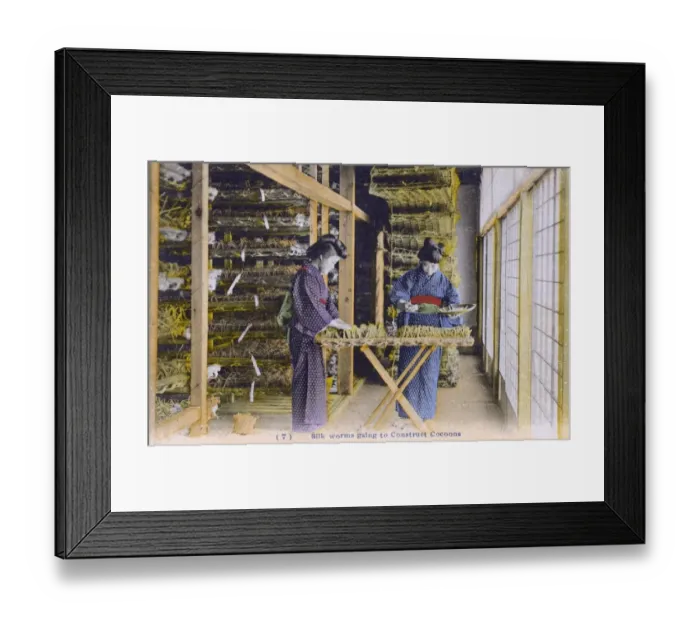 Framed Print : Japan - Silk Industry - Silkworms begin to construct cocoons Framed Print : Japan - Silk Industry - Silkworms begin to construct cocoons