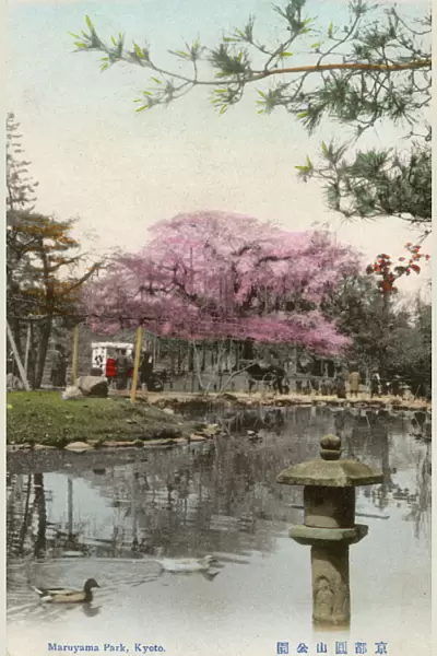 Kyoto, Japan - Maruyama Park - Cherry Blossom