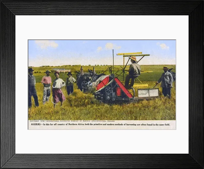 Framed Print : Algiers, Algeria - Harvesting by Mechanical & handheld means Framed Print : Algiers, Algeria - Harvesting by Mechanical & handheld means