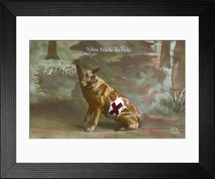 Framed Print : WW1 - A Loyal friend - French Red Cross Dog Framed Print : WW1 - A Loyal friend - French Red Cross Dog