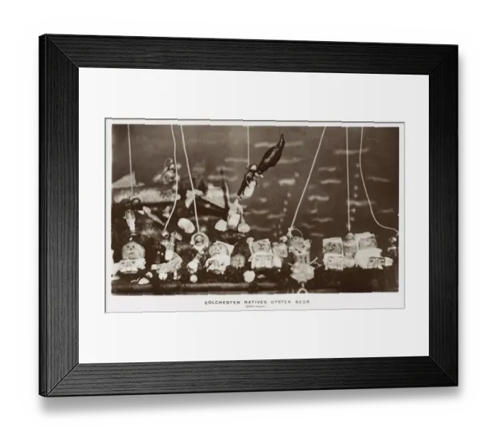 Framed Print : Spoof postcard on the Colchester Native Oyster Beds Framed Print : Spoof postcard on the Colchester Native Oyster Beds